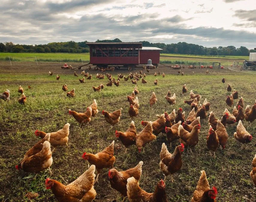 Compromiso Europeo del Pollo: más bienestar, más calidad